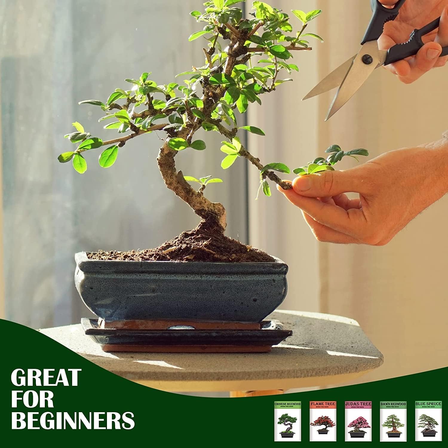 Meekear Growing into Blue Spruce, Dawn Redwood, Flame Tree, Judas Tree, Indoor Outdoor Home Gardening DIY Gifts