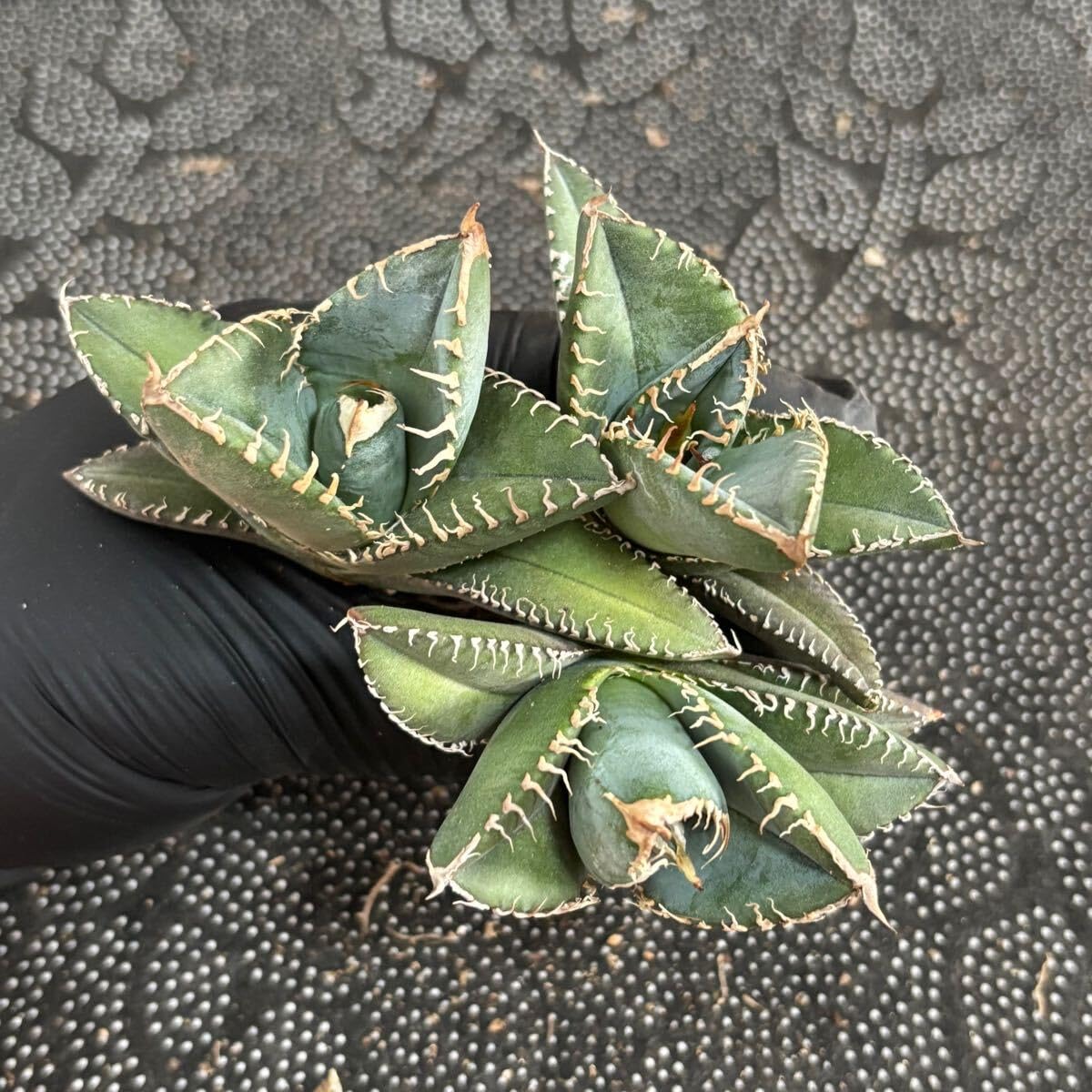 Amazon.co.jp: 多肉植物 アガベ チタノタ 悪魔くん 小株 3株同梱