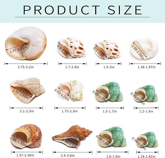Hermit Crab Shells Medium and Large - 12PCS Growth Turbo Seashells Size 1.18-3.2 for Small Medium and Large Crabs - Saltwater Hermit Crab Supplies,Natural Sea Shell Decor