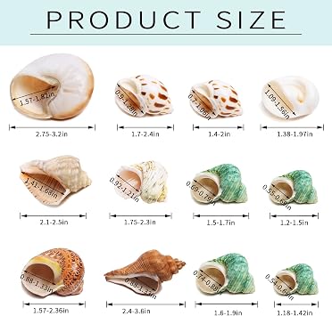 Hermit Crab Shells Medium and Large - 12PCS Growth Turbo Seashells Size 1.18-3.2 for Small Medium and Large Crabs - Saltwater Hermit Crab Supplies,Natural Sea Shell Decor