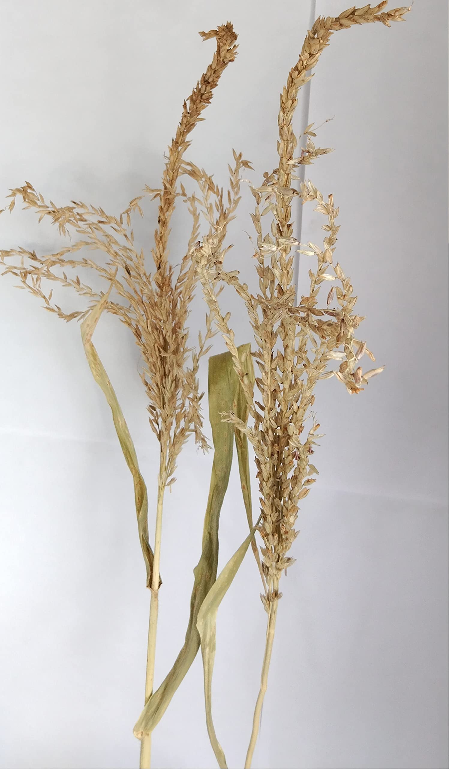 RUKDA Dried Natural Maize Flower Sheaves || Decoration Dried Flower Sheaves || Stalks Dried Flower Dry Grass Bouquet for Wedding table centerpieces Decoration, Home Decoration, Office Decoration, etc - 10pcs (B0BXJG19N4) Amazon Price History, Amazon Price Tracker