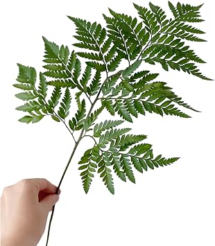 WANGBINYU 20 Stems Davallia mariesii Long Storage Time Hydroponic Flower Arrangement Floral Embellishment Leaves