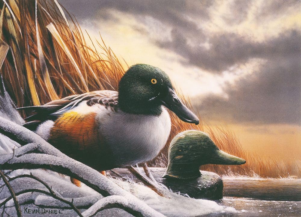Mn Duck Stamp, zwycięzca plakatu, nadruk - Kevin Daniel (24 x 18)
