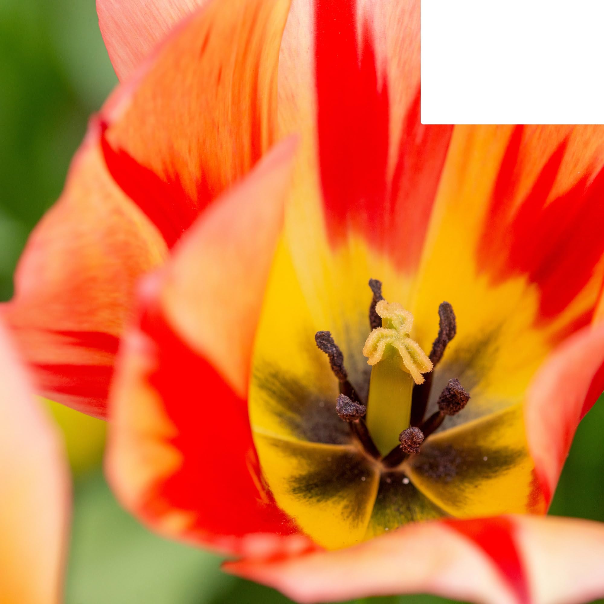 Bulbes de tulipe 'Spring Break' | 20 pièces | Tulipe rouge-orange - 30-50cm - Ø5cm - bulbe à fleurs - Plante de jardin