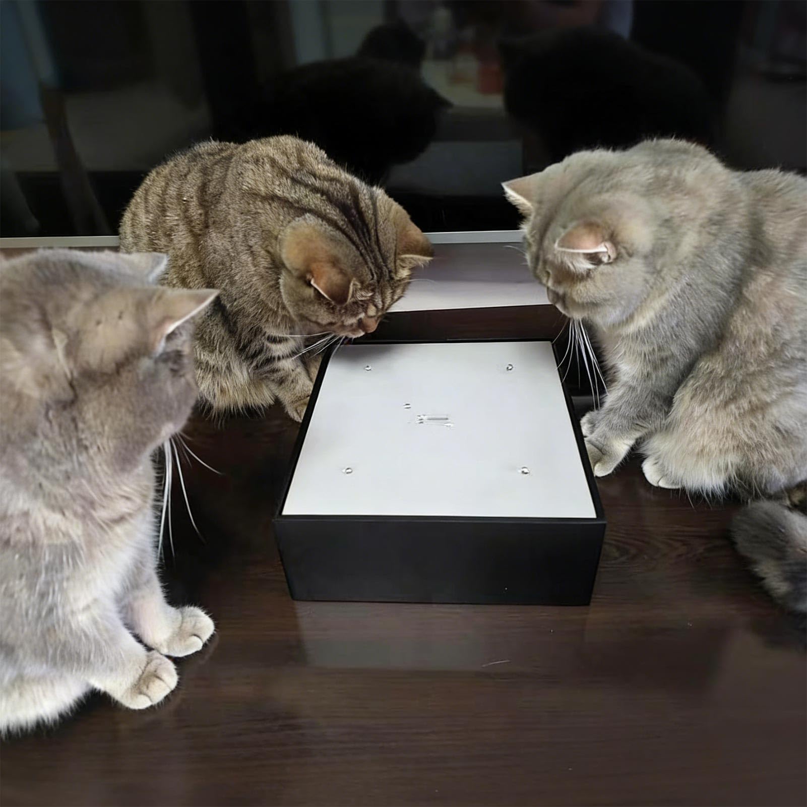 Juguete Interactivo para Gatos, Juguete automático con Efecto de Agua, Entretenimiento para Gatos en Interiores, con Efecto de Agua en Movimiento. (Plug in)
