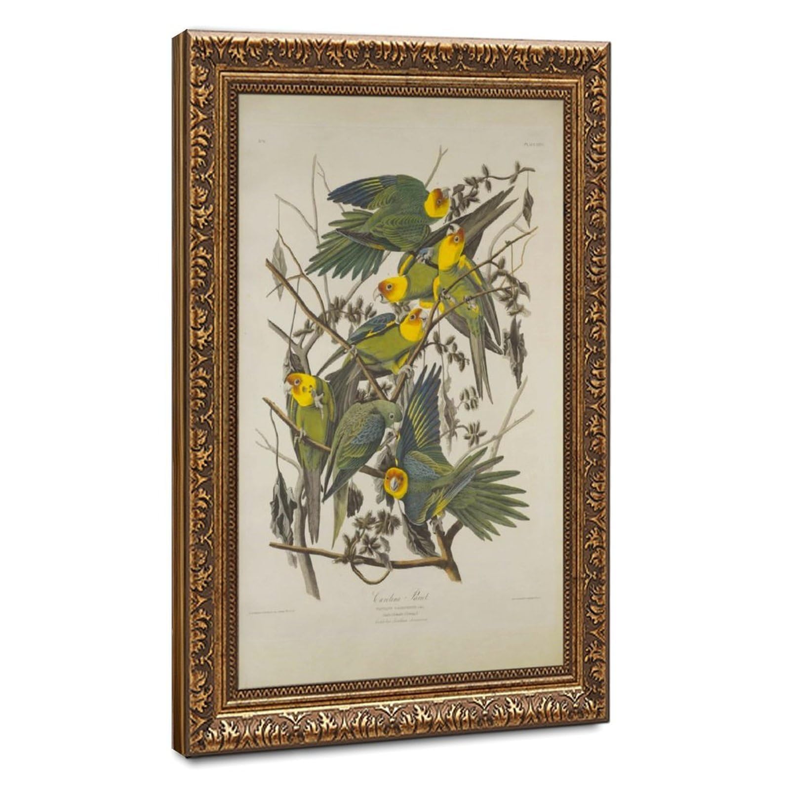 Poster Carolina Parrots John James Audubon : la solution pour vos murs vides - 8