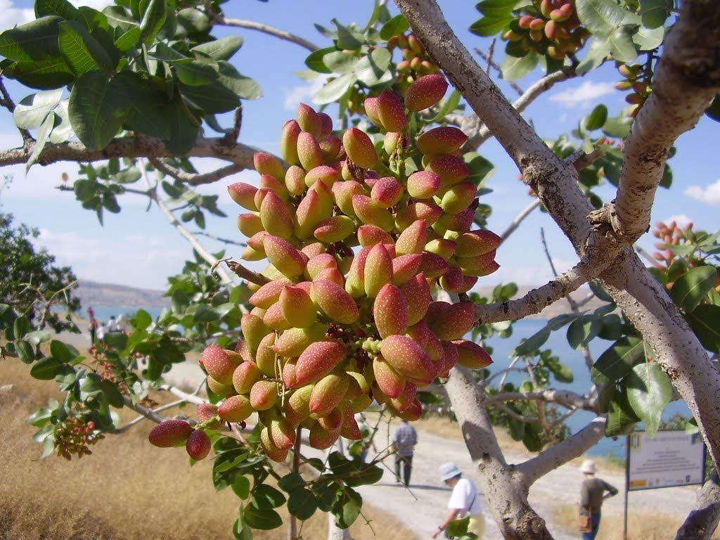 Creative Farmer Live Plant Pista Fruit - Pistachio Dwarf 1-15 Feet Height Healthy Great Exotic (1 Healthy Live Fruit Plant) (PLANT-58-PISTA192ll@) (B08Q8LD8M2) Amazon Price History, Amazon Price Tracker