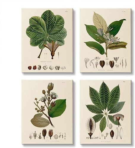 Stupell Industries Cuadro de anatomía de plantas, lienzo de ilustración científica vintage, arte de pared de artista desconocido, 4 piezas, cada uno