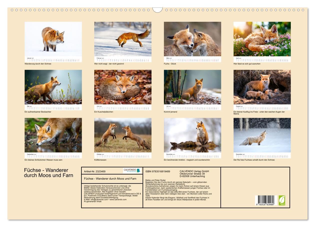 Füchse - Wanderer durch Moos und Farn (Wandkalender 2027 DIN A2 quer), CALVENDO Monatskalender: Naturnah. Still. Faszinierend. Fuchszeit - Monat für Monat. (CALVENDO Tiere)