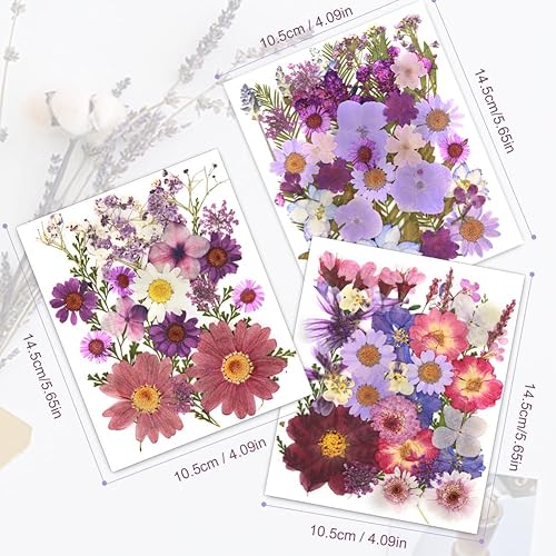 Miniatura 3 de 100 piezas de flores secas prensadas naturales para resina, flores secas para accesorios de resina, flores secas para scrapbooking, manualidades de