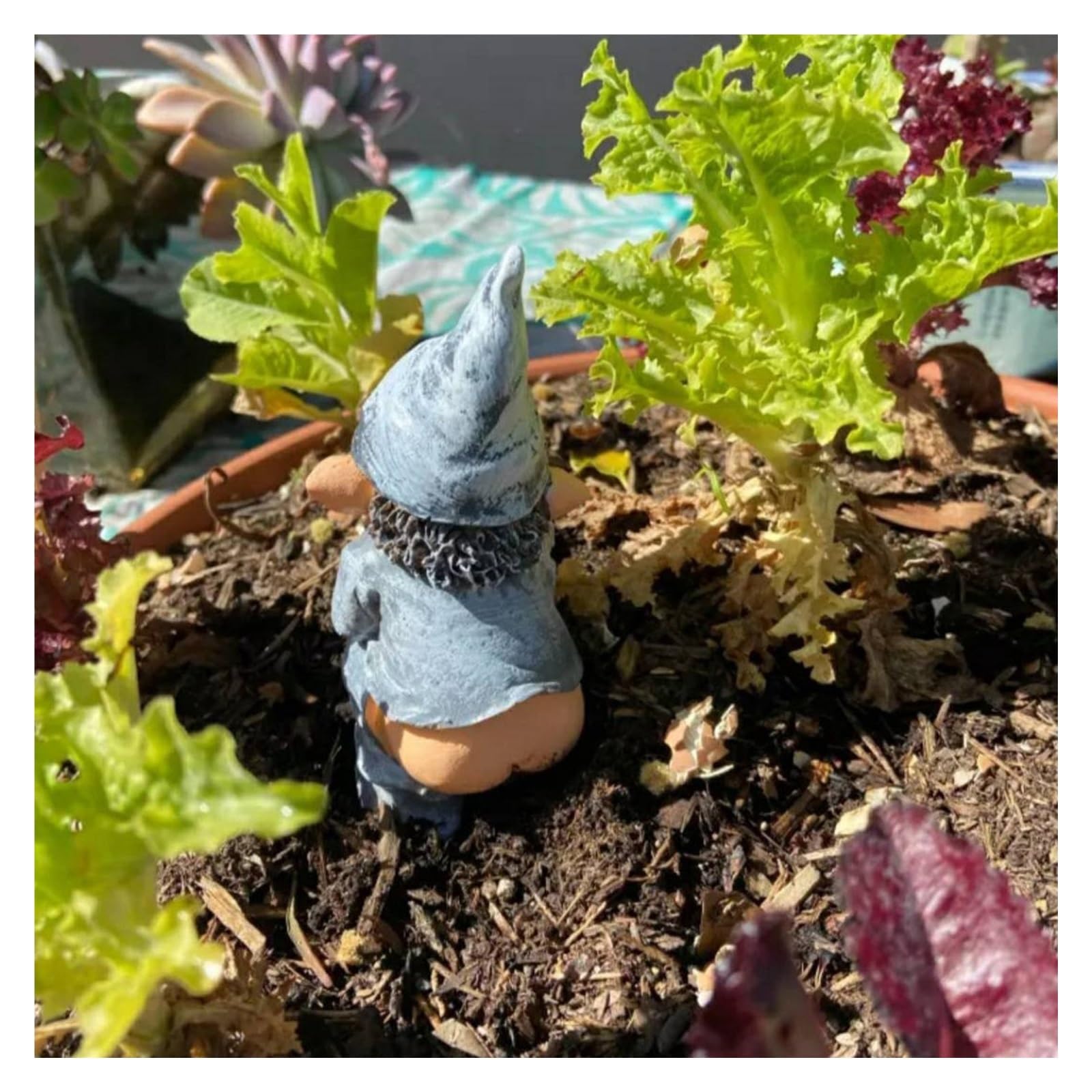 HABITZ Naughty Funny Outdoor Pooping Gnome Statue Garden Gnome Statue Resin Elf Garden Figures Figurines Lawn Decor for Patio, Yard, Lawn Ornament, Gifts
