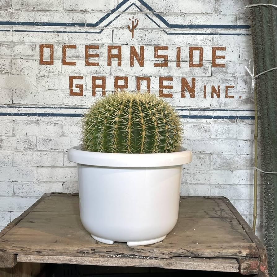 Amazon.co.jp: 現品_KS62＜＞金鯱サボテン 発根済み 30cm前後