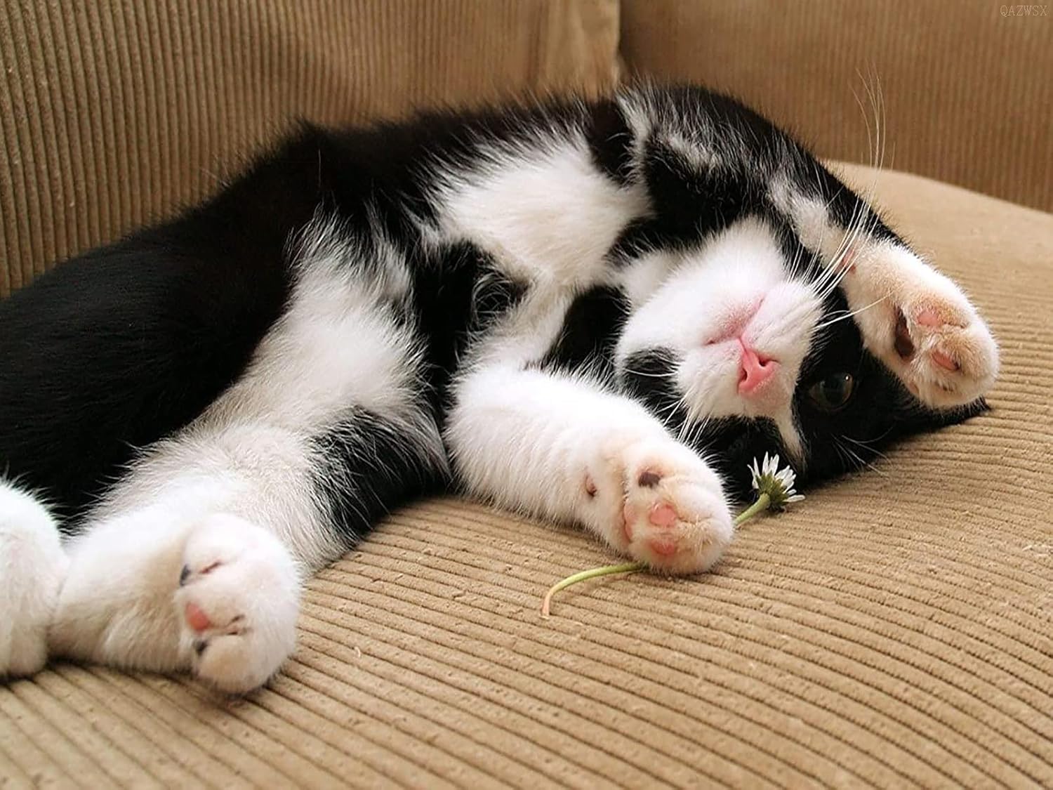 QAZWSX 5D Full Drill Diamond Painting Cute Playful Black and White Cat Kits for Adults Paint by Numbers DIY Gem Art Craft for Girls Gift Wall Decor, 16 x 12 inches