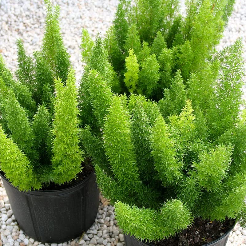 Trendygreens Aspharagus Foxtail Fern live plant with mini pot-image-38