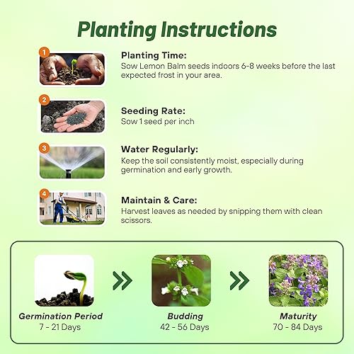 Miniatura 4 de Outsidepride Perennial Melissa Officinalis bálsamo de limón culinario, plantas de jardín de hierbas aromáticas - 10000 semillas