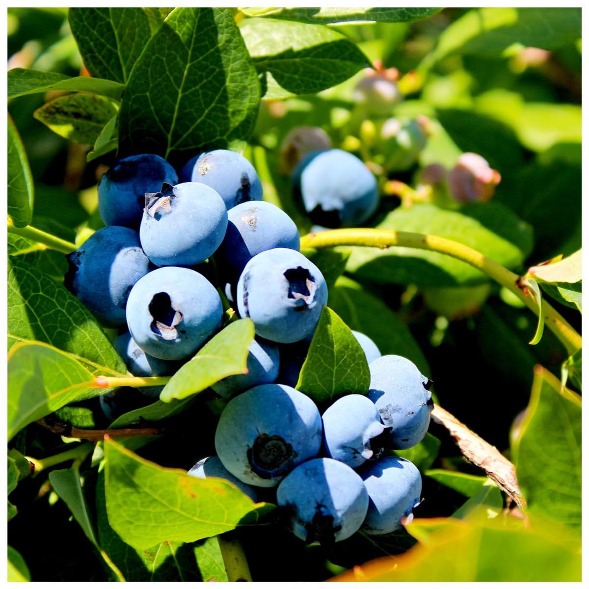 3 'Duke' Blueberry/Vaccinium cor. 'Duke' 25cm in 9cm pots 3fatpigs®