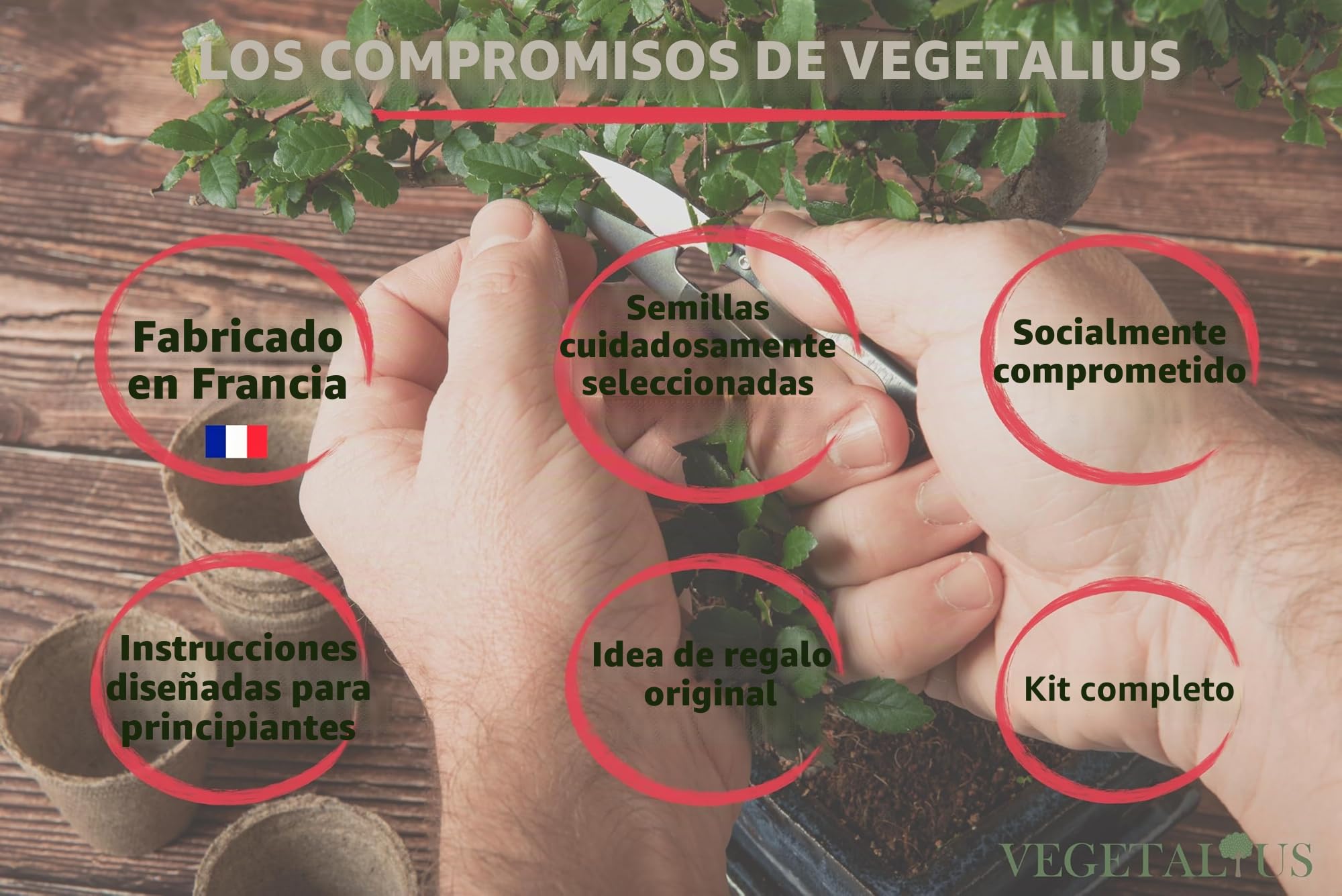 Kit completo de 6 Bonsai con semillas y accesorios - Fabricado en Francia - Idea original de regalo para mujer y hombre para tu interior o jardín. Ideal para Navidad o Secret Santa