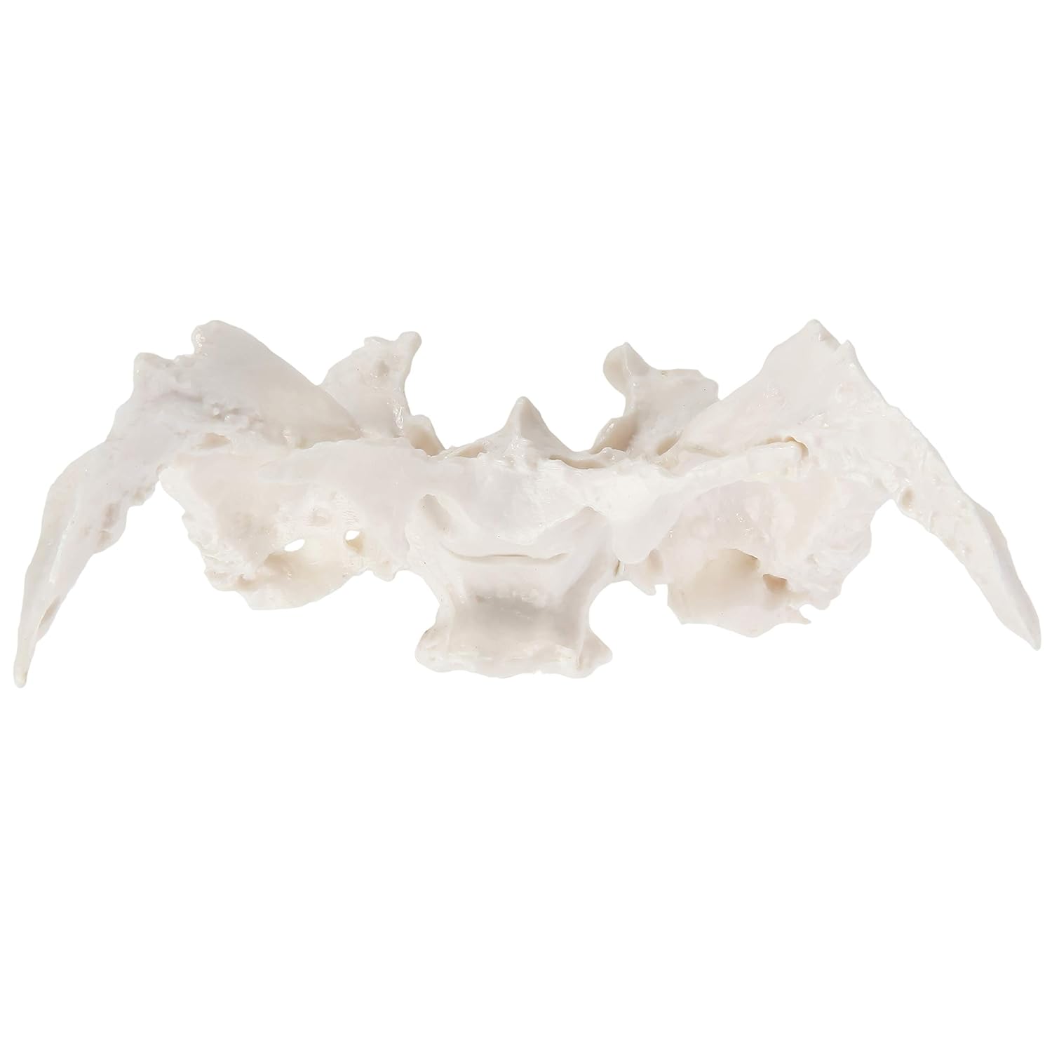 Axis Scientific Human Sphenoid Bone Model | Cast from a Real Human Sphenoid Bone Specimen | Life Size Replica Details All Fissures, Canals, and Processes | Includes Product Manual