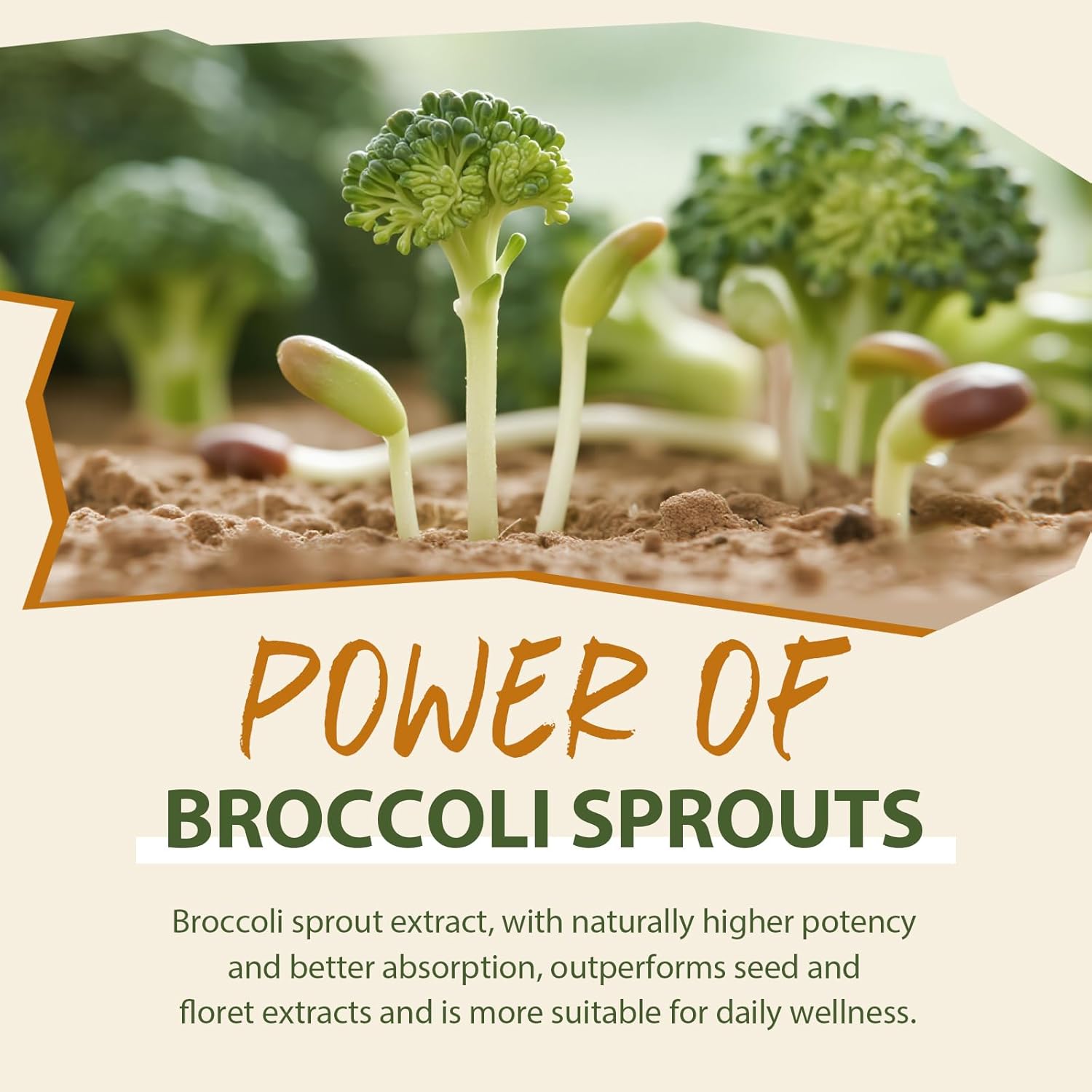 Sulforaphane Supplement from Broccoli Sprouts | NRF2 Activation, Antioxidant & Detox Support | Broccoli Sprout Powder for Myrosinase and Glucoraphanin | Vegan, High Absorption | 30 Servings - Image 5