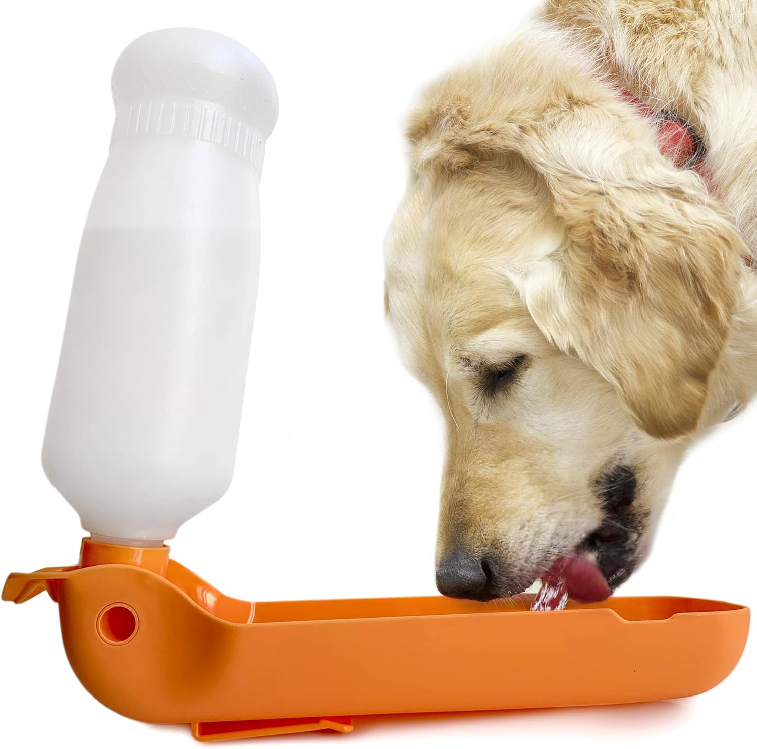 dog water cup