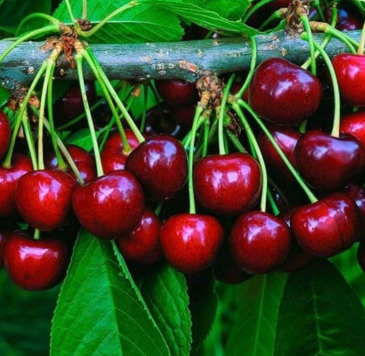 Cherry Kernel Oil, Organic, Cold Pressed, Unrefined, Natural, 2 Fl Oz