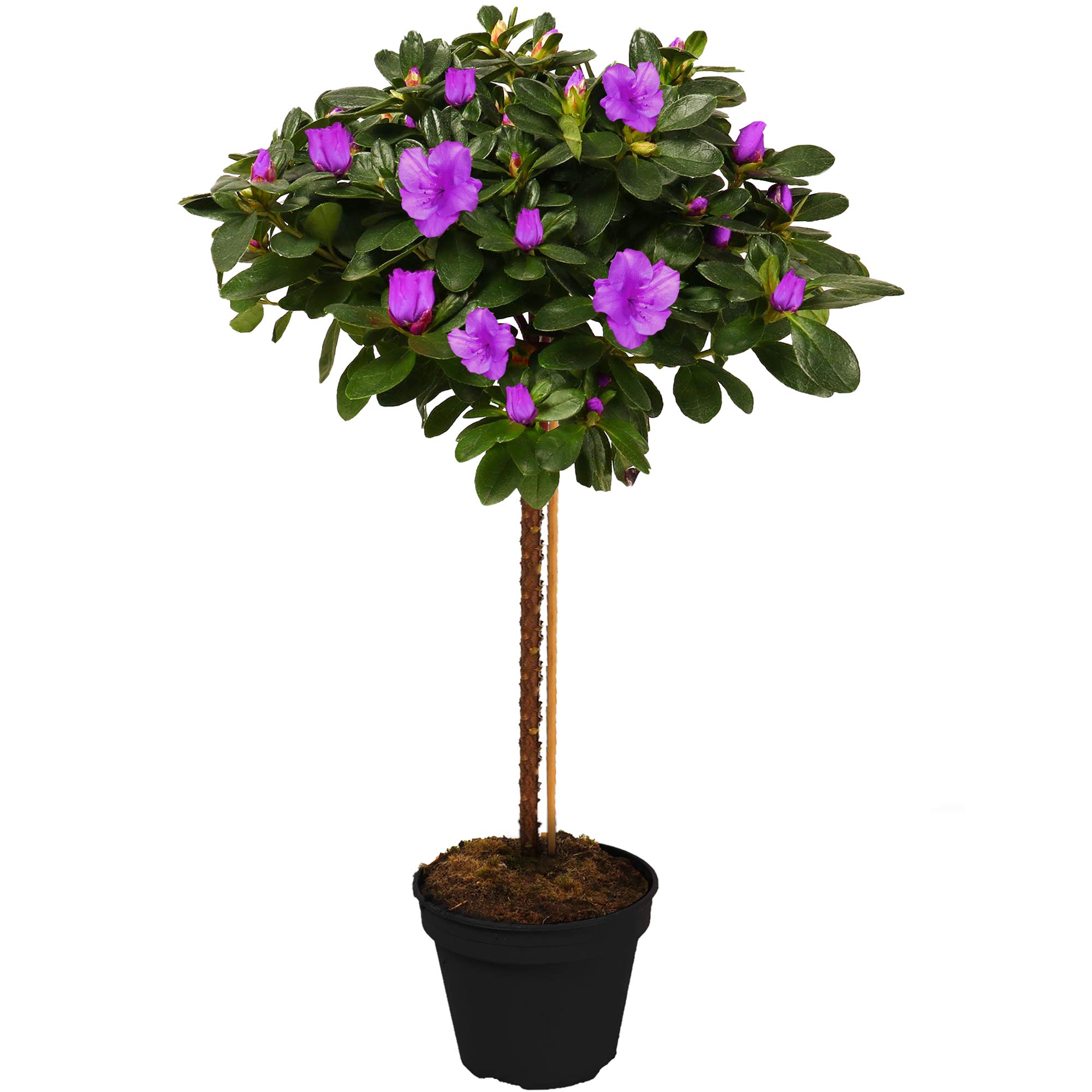 Azalea Japonica Tree | Trees for Small Gardens Border Patio Potted Plants | Lollipop Stem Trees | Red, White, Pink, Bicolour, Orange & Purple | 2-3ft (Purple)