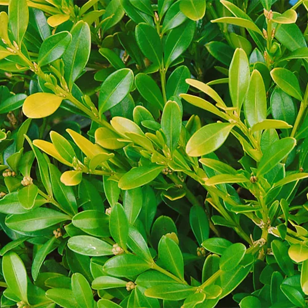 Wintergreen Boxwood Leaf wintergreen-boxwood-leaf