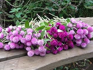 Globe Amaranth Gomphrena Globosa Mix Pompon Ball Bachelor Button 35+ Seeds for Planting Non-GMO