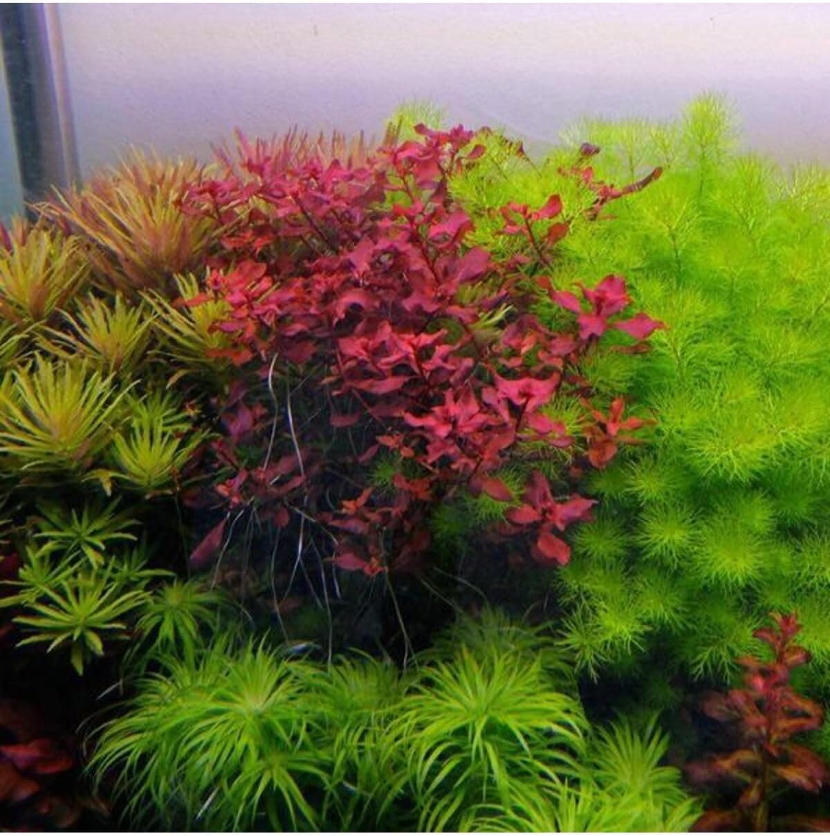 Myriophyllum Guyana In Vitro Canlı Bitki