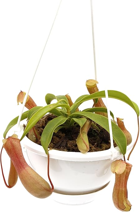 Amazon 食虫植物 ウツボカズラ Nepenthes Ventricosa Red Seedling Y S 白吊鉢 ネペンテス ベントリコーサ レッド 観葉植物