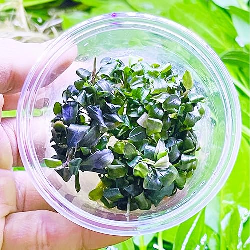 Miniatura 1 de Greenpro Bucephalandra Brownie Ghost Tissue Culture US Farm Live Aquarium Plants Midground para decoración de peceras