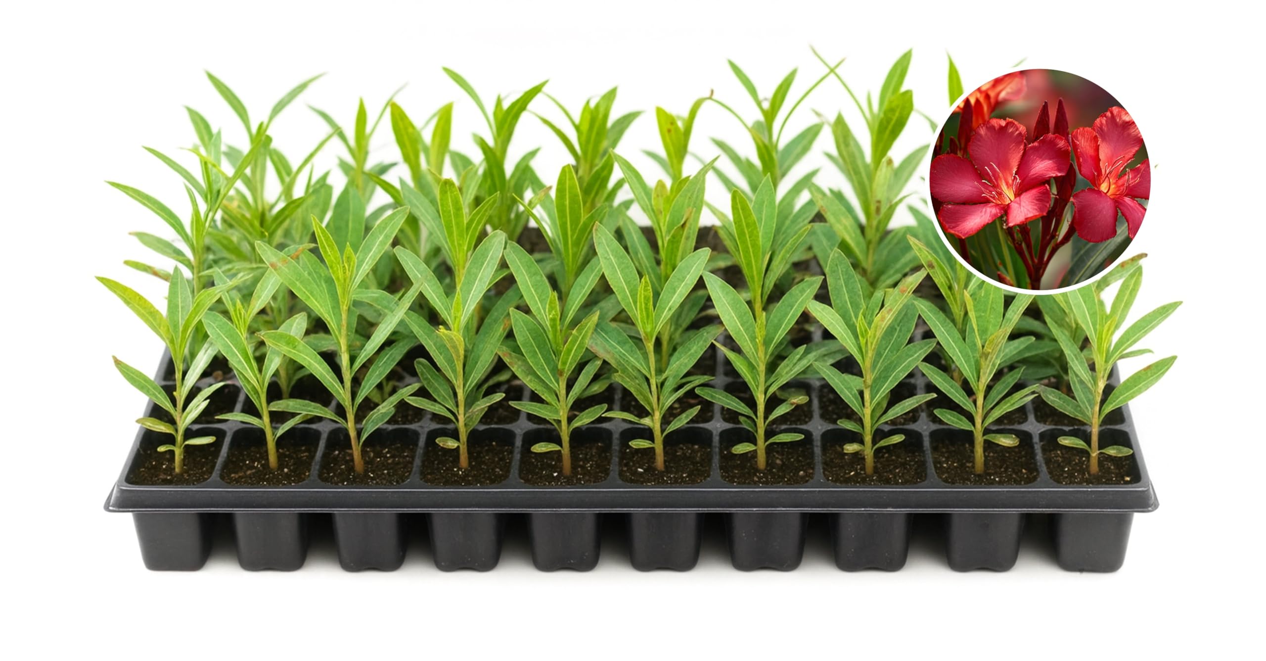 Oleander Red Nerium 10 Plants