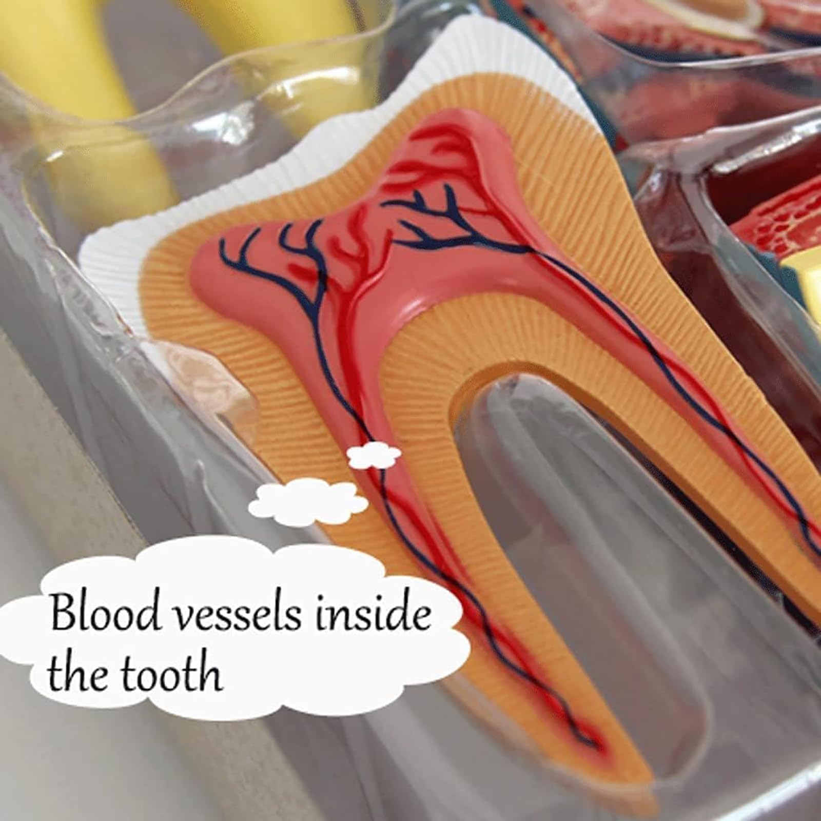 NGARY Model struktury ludzkich zębów 4D, model anatomii zębów, model zdejmowanych zębów, model demonstracyjny dentystyczny z 23 akcesoriami, do pomocy edukacyjnej