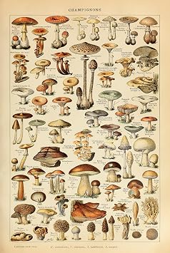 CINEMAFLIX Champignons La Rousse Pour Tous - Mushrooms Poster - Wall Art Measures 24 x 36 inches unframed