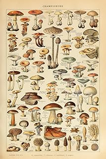 CINEMAFLIX Champignons La Rousse Pour Tous - Mushrooms Poster - Wall Art Measures 24 x 36 inches (unframed)