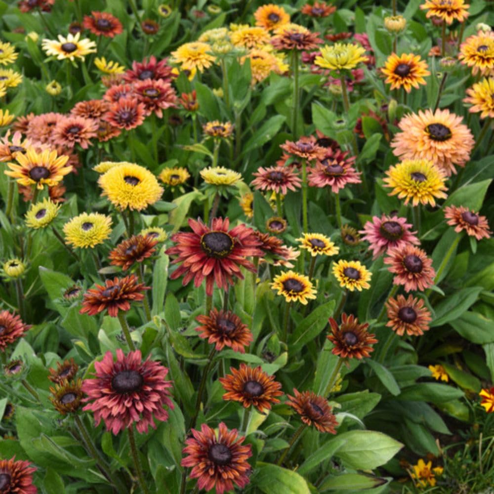 Dobies Rudbeckia ‘Sahara’ Seeds – Rudbeckia hirta – 1 Packet (Approx. 30 Seeds) – Vintage-Coloured Black-Eyed Susan for Long Flowering Borders by Suttons