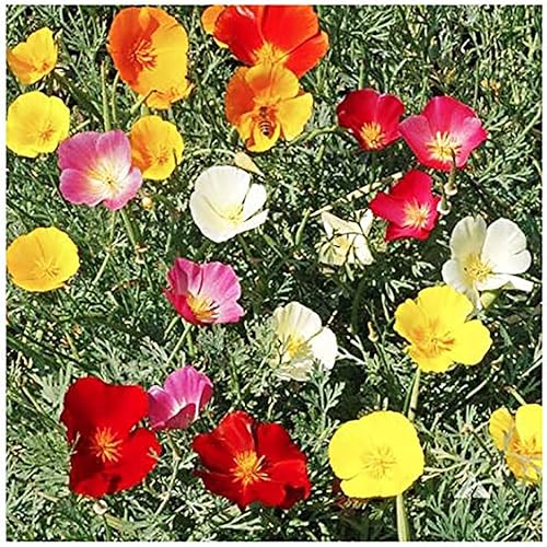 Miniatura 3 de 3000 semillas de amapola mixtas de California, 0.3 onzas, sin OMG y semillas neonicotinoides