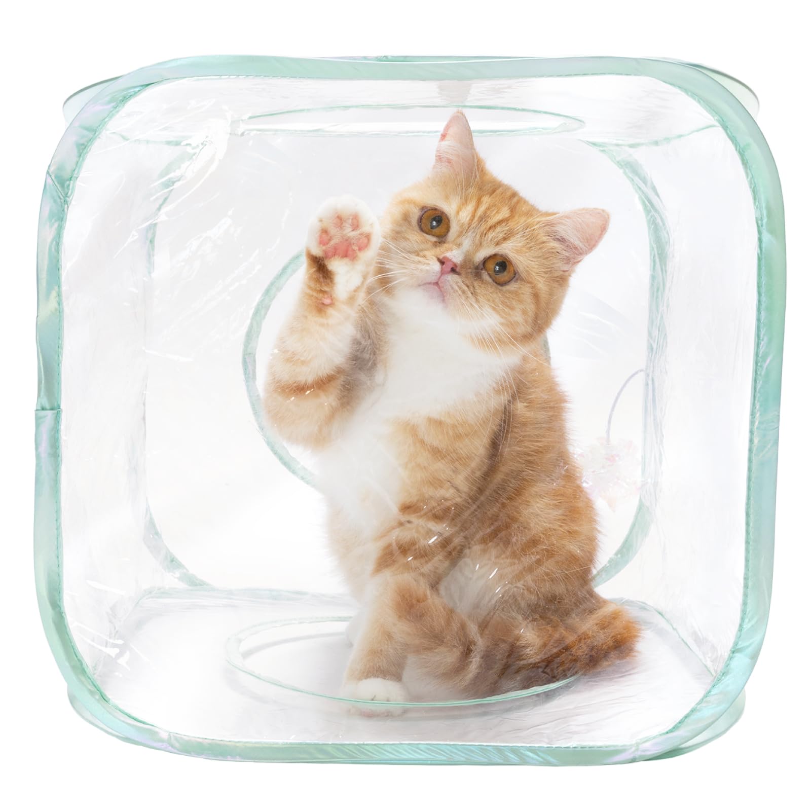 Amazon.co.jp: 猫壱 キャットプレイキューブ クリア : ペット用品
