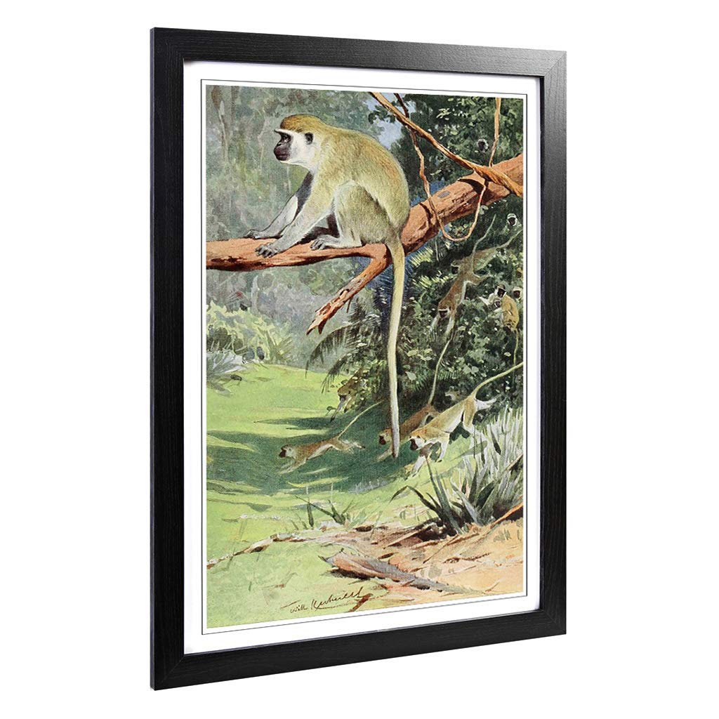 Big Box Art Framed Print of Vintage W Kuhnert Vervet Monkey Design | Wall Art Picture | Home Decor for Kitchen, Living Room, Bedroom, Hallway, Black, A2 / 24.5x18 Inch / 62x45cm