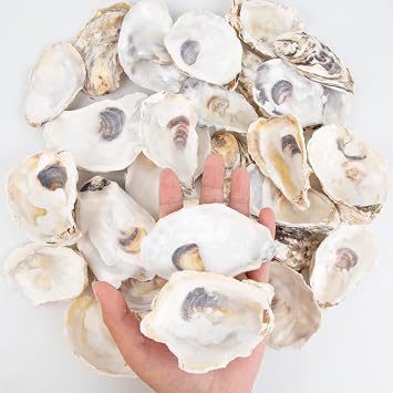 QEQEKAKA 30PCS Oyster Shells for Crafts Bulk Flat & Concave 3"-4" Medium