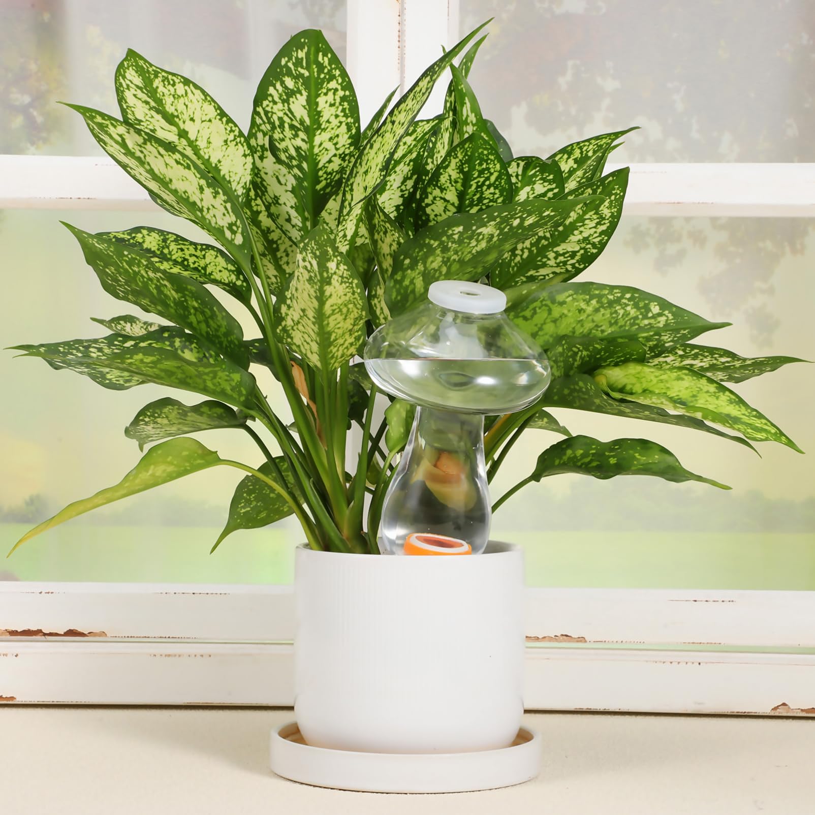 Kisangel Globes D'arrosage pour Plantes À Champignons 6 Pièces Pointes D'arrosage pour Plantes 300 ML Pointes D'arrosage Automatique pour Champignons Ampoule D'arrosage pour Plantes