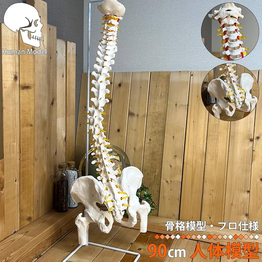 Amazon.co.jp: 人体模型 骨 等身大 脊椎 模型 実物大 90センチ 脊髄