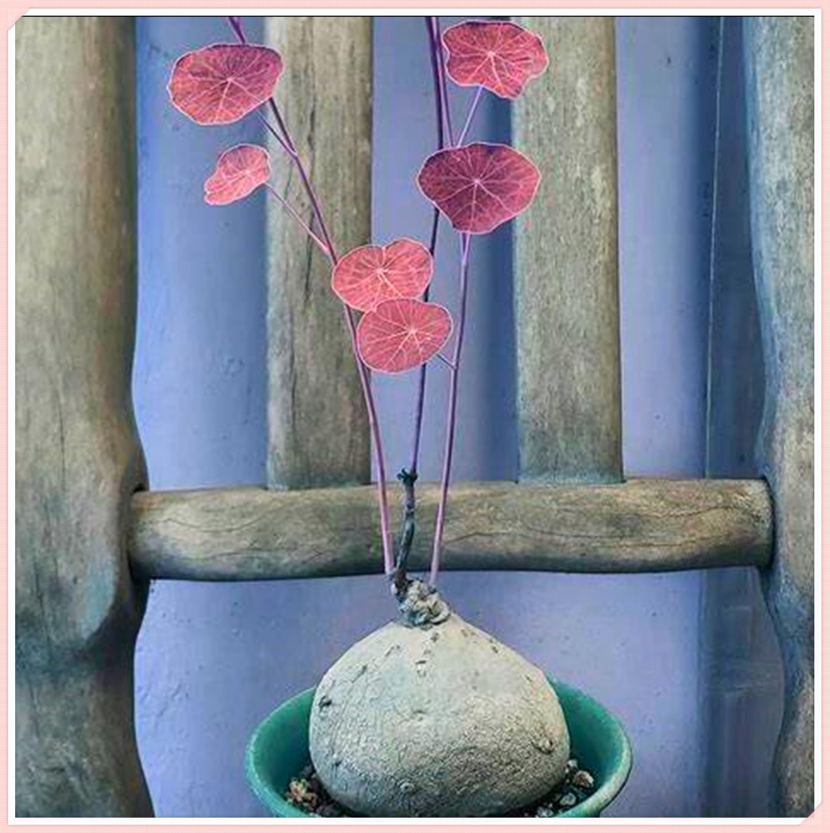 Mix Golden Jade Carving Feels Beautiful,Excellent Display,Stephania erecta Bulbs for Planting, Stephania erecta Plant, Strong Plants That Grow Well -4 Bulb-B