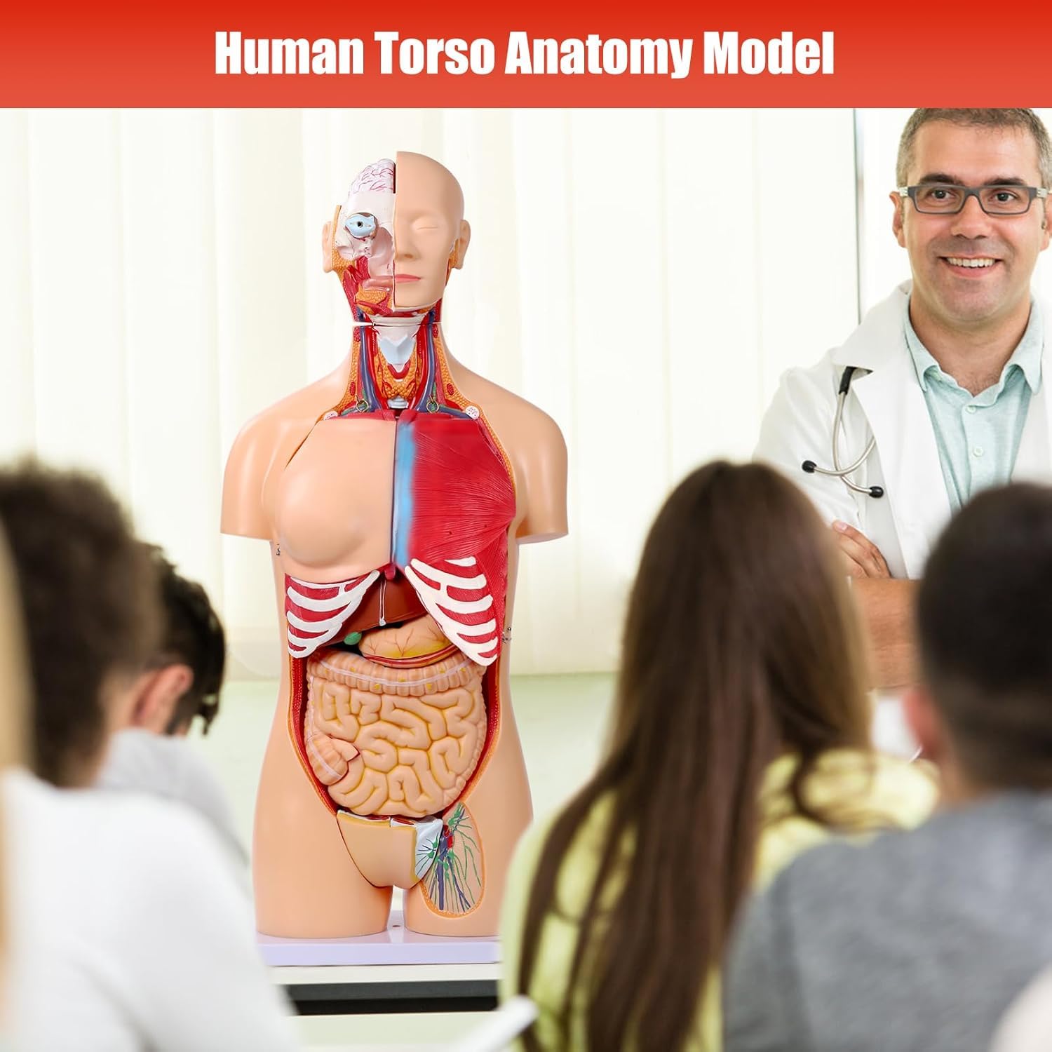Modello di Anatomia del Busto Umano da 85 cm Modello di Torso a grandezza Naturale in 32 Parti con Testa del Cuore Teschio Cervello Modello di Strati muscolari viscerali