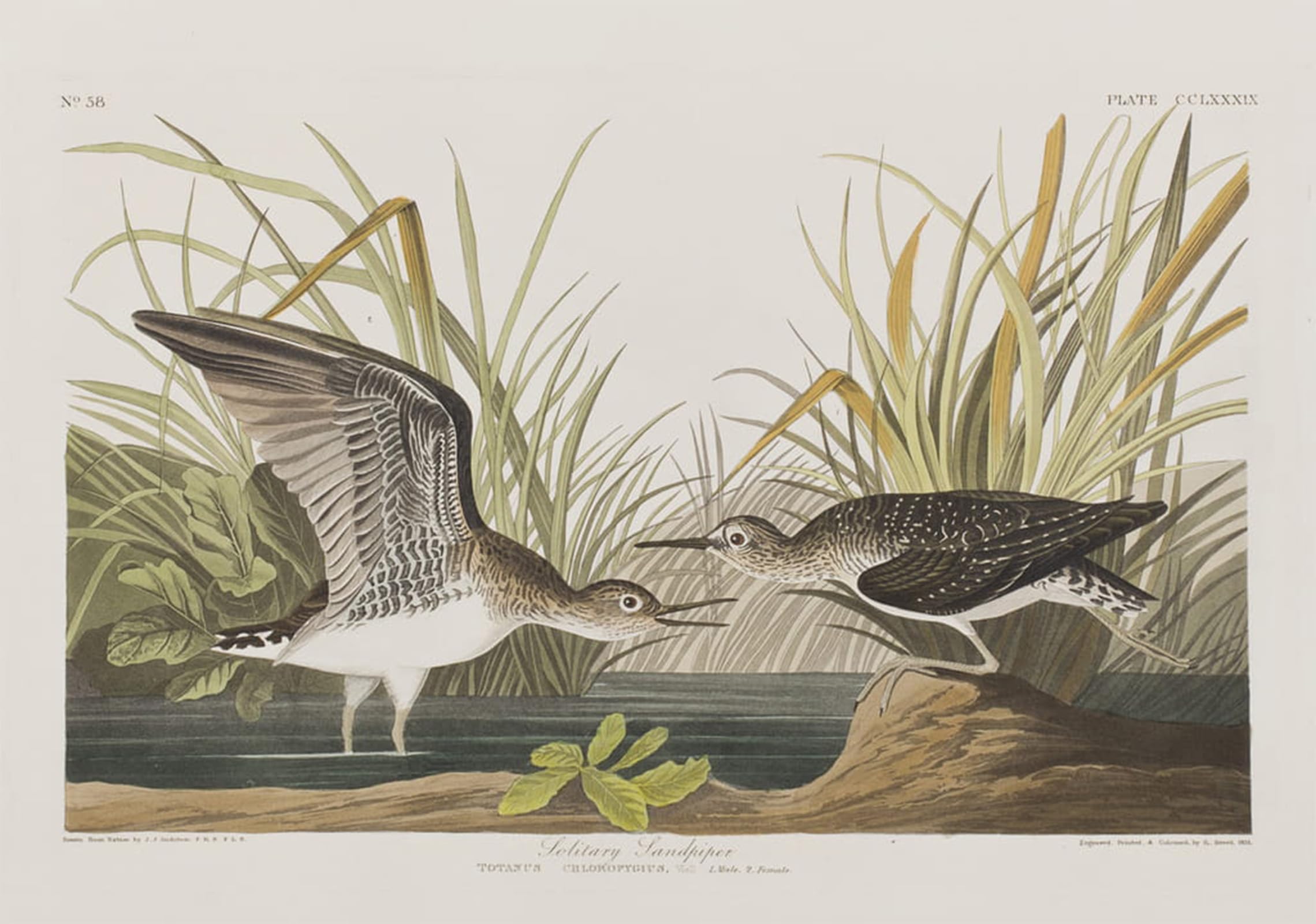 POSTERIIk Vintage Art Print Images Pictures Print Illustration From birds of America by John Jamess Audubon Modern Colour Posters for Office Home Decor 60x90cm