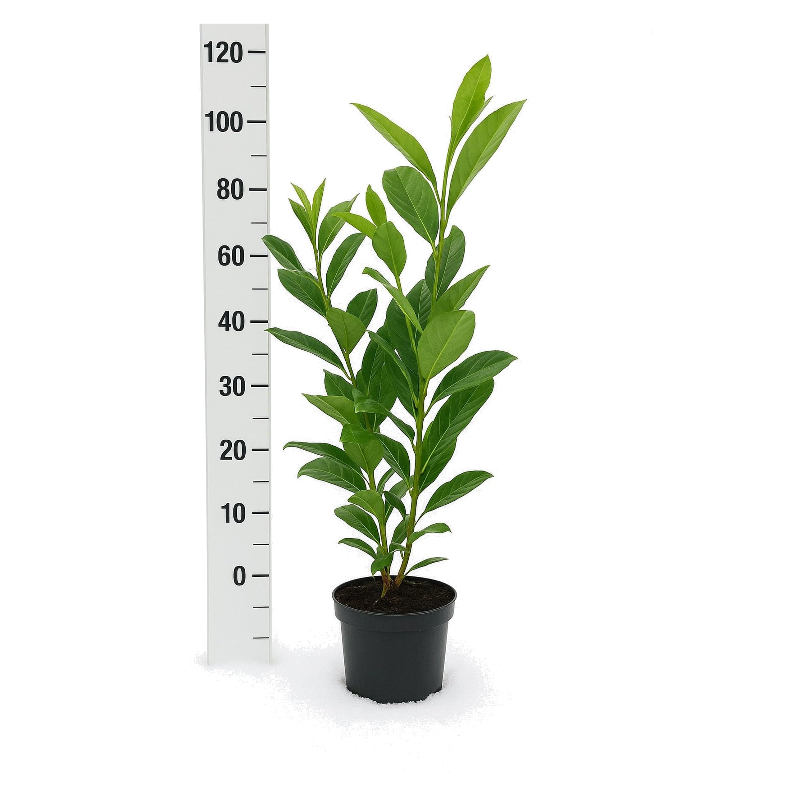 10st. Kirschlorbeer Novita 50-70cm im Topf Buschig XXL Mehrtriebig  Heckenpflanzen Prunus laurocerasus Lorbeer Gartenhecke Sichtschutz  Kirschlorbeerhecke immergrn, winterhart : Amazon.de: Garten