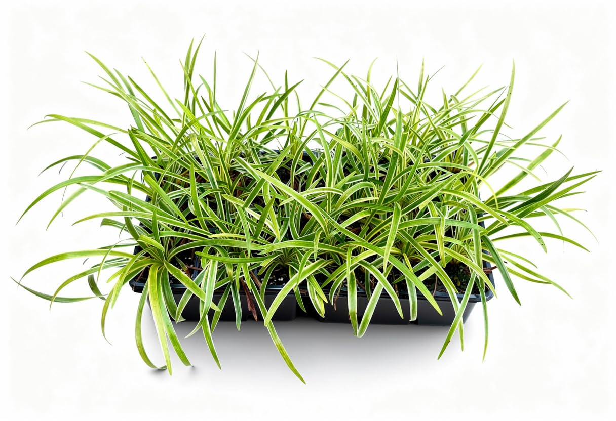 Variegated Liriope Set of 18