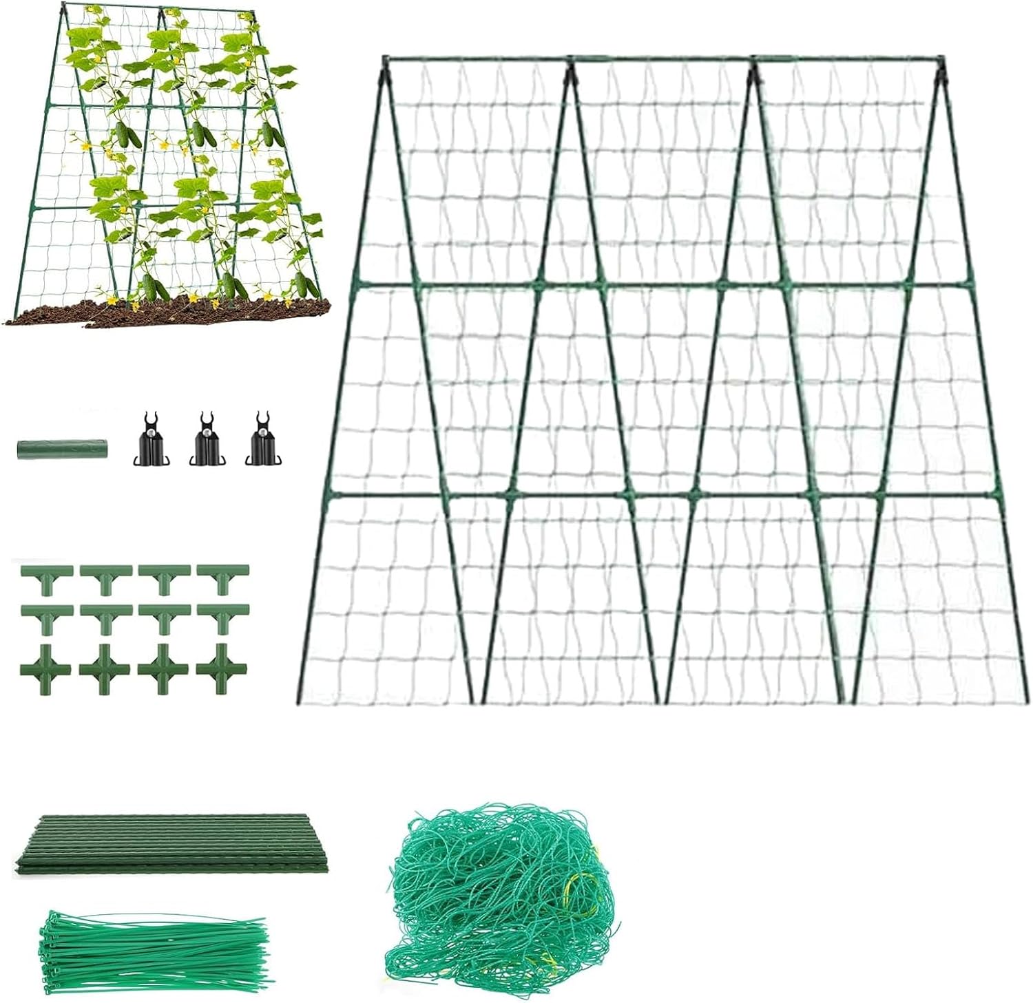 チランジア トロピカルファイヤー(ファシクラータ×ファイヤーオレンジ チランジア トロピカルファイヤー(ファシクラータ×ファイヤーオレンジ