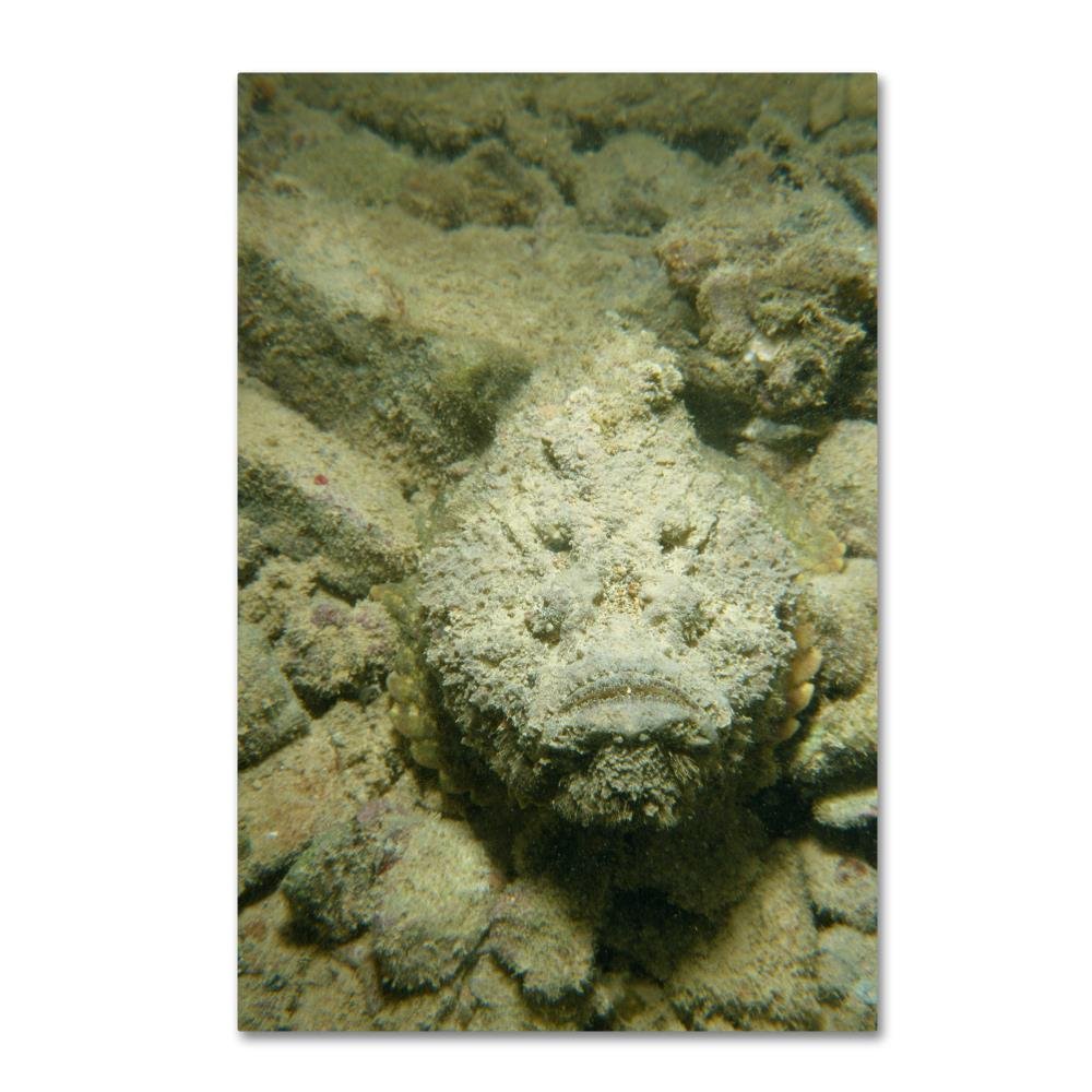 Trademark Fine ArtStonefish Artwork
