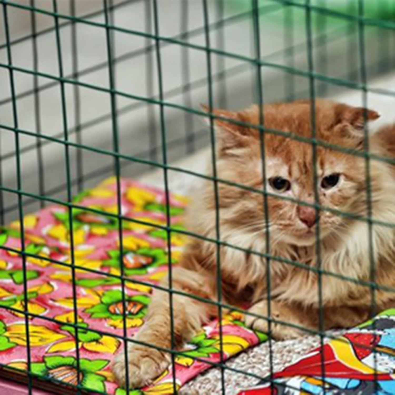 Garden Wire Mesh Fencing 1x18m - 3x3cm Mesh, 1.6mm Wire Diameter, Durable Border Fence for Seedlings, Vegetables, Fruits, and Plant Protection